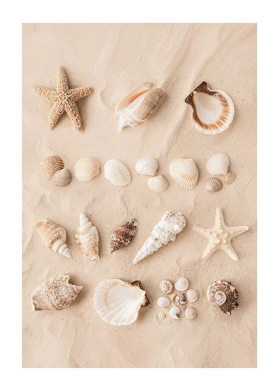 Affiche avec un collage de beaux coquillages-12