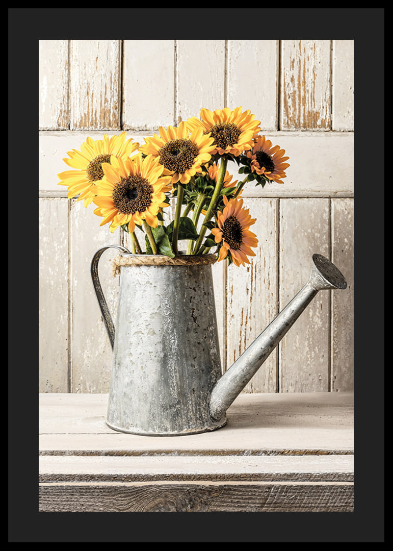 Poster with a photograph of an old watering can with sunflowers-12