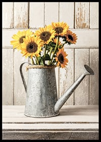 Poster with a photograph of an old watering can with sunflowers-6