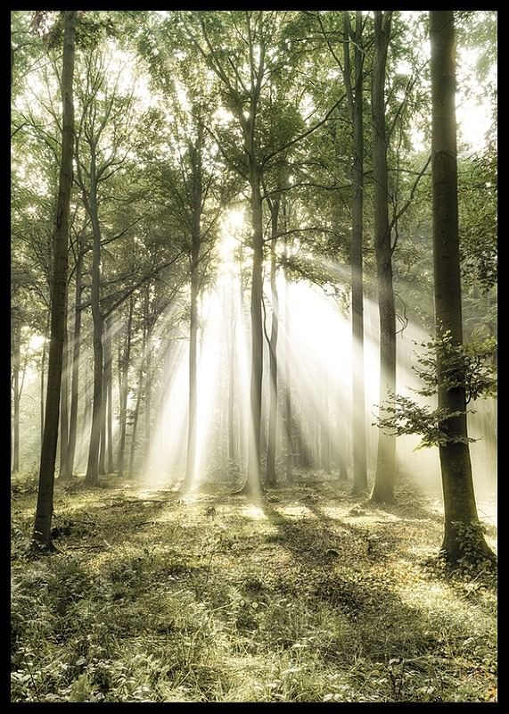 Poster care surprinde lumina soarelui în pădure într-o dimineață frumoasă-12
