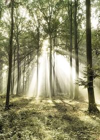 Poster care surprinde lumina soarelui în pădure într-o dimineață frumoasă-3