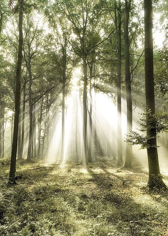 Poster care surprinde lumina soarelui în pădure într-o dimineață frumoasă-12