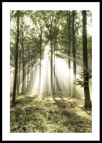 Poster care surprinde lumina soarelui în pădure într-o dimineață frumoasă-0