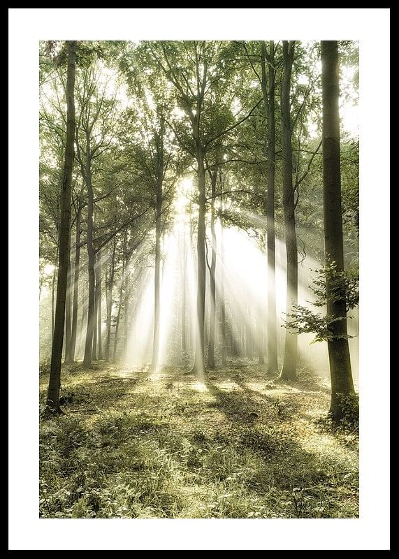 Poster care surprinde lumina soarelui în pădure într-o dimineață frumoasă-12