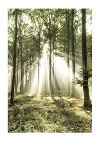 Poster capturing the sunlight in the forest on a beautiful morning-1
