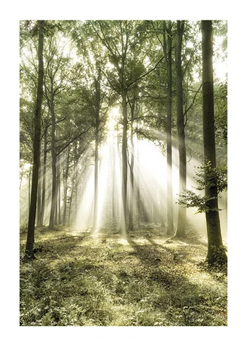Poster Morning Forest Rays