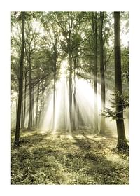 Poster care surprinde lumina soarelui în pădure într-o dimineață frumoasă-1