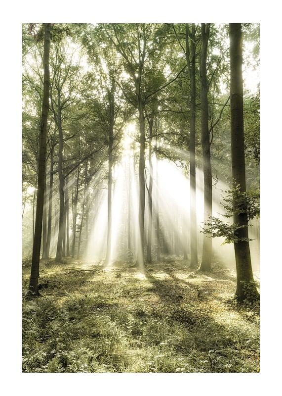 Poster Morning Forest Rays