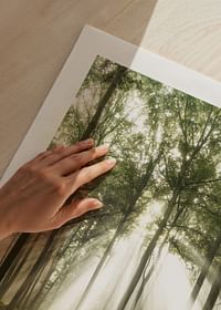 Poster care surprinde lumina soarelui în pădure într-o dimineață frumoasă-5