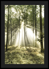 Poster capturing the sunlight in the forest on a beautiful morning-4