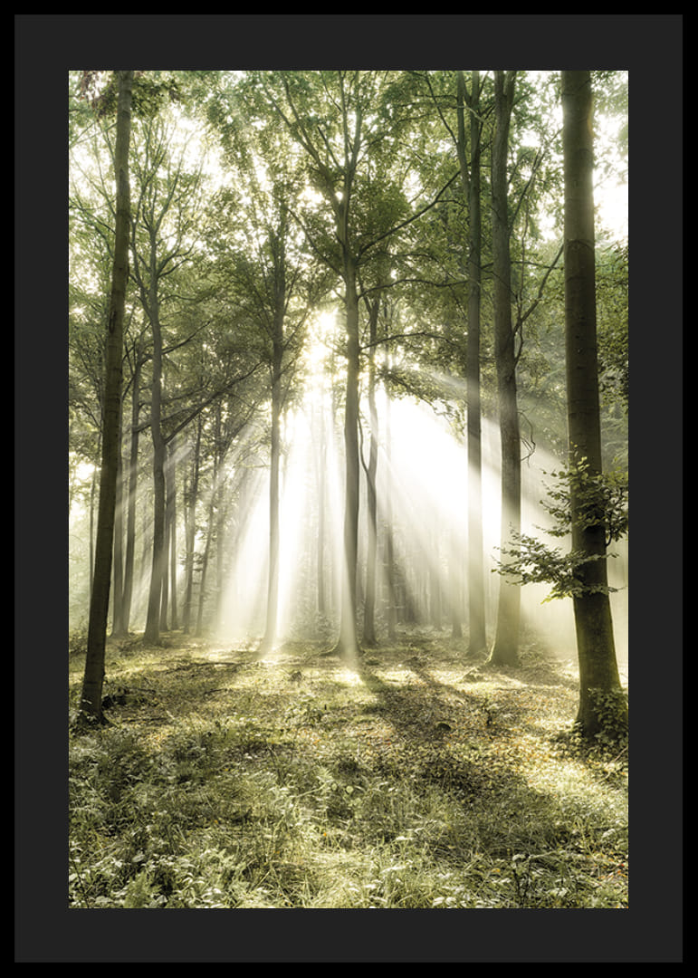 Poster capturing the sunlight in the forest on a beautiful morning-12