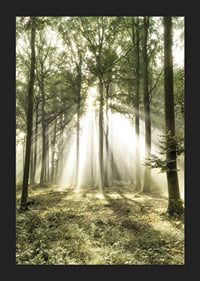 Poster capturing the sunlight in the forest on a beautiful morning-5