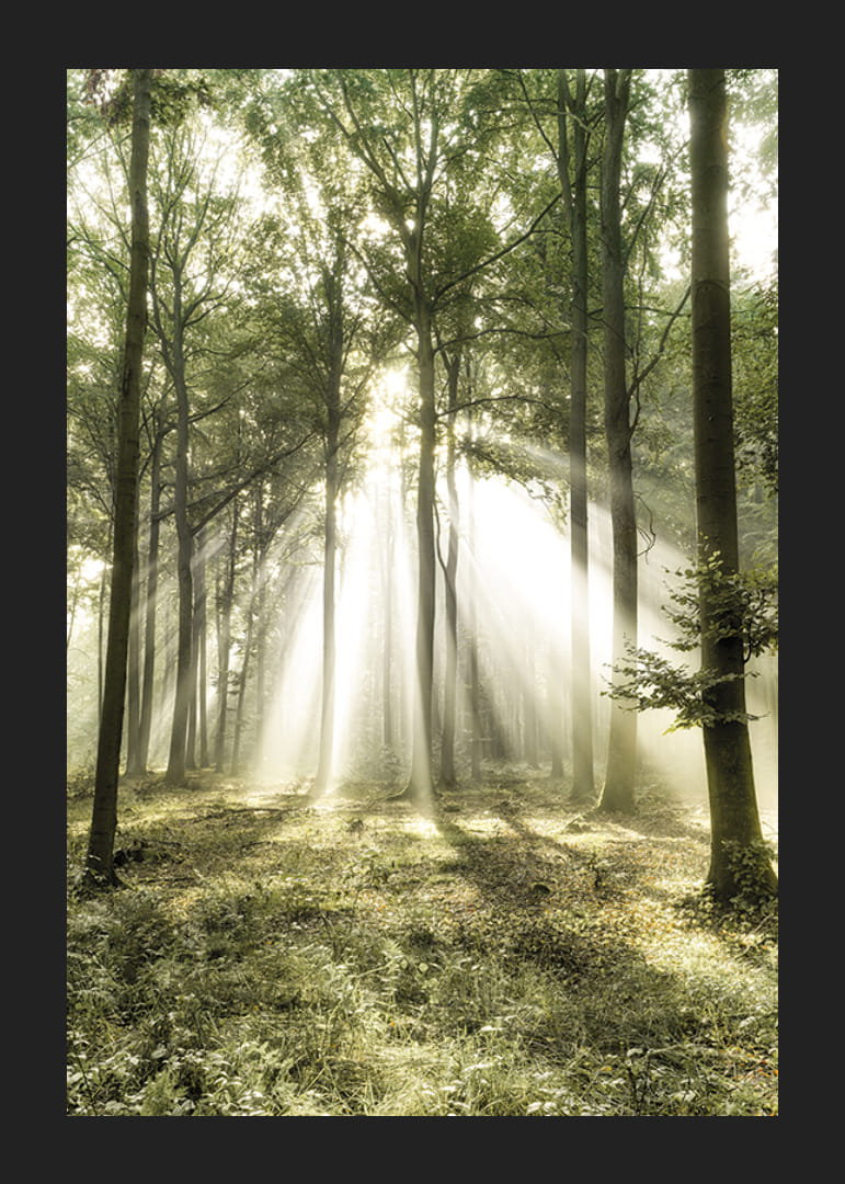 Poster capturing the sunlight in the forest on a beautiful morning-12