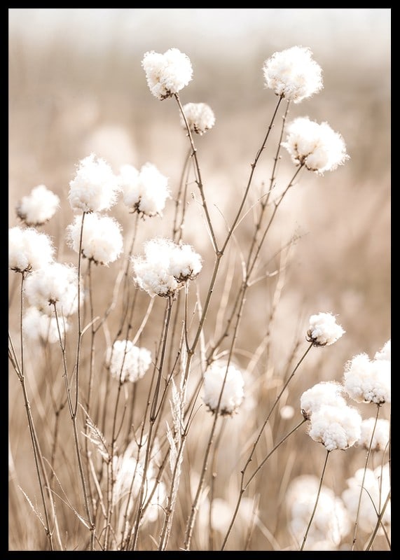 Poster med bomull och natur-12