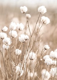 Poster med bomull och natur-7