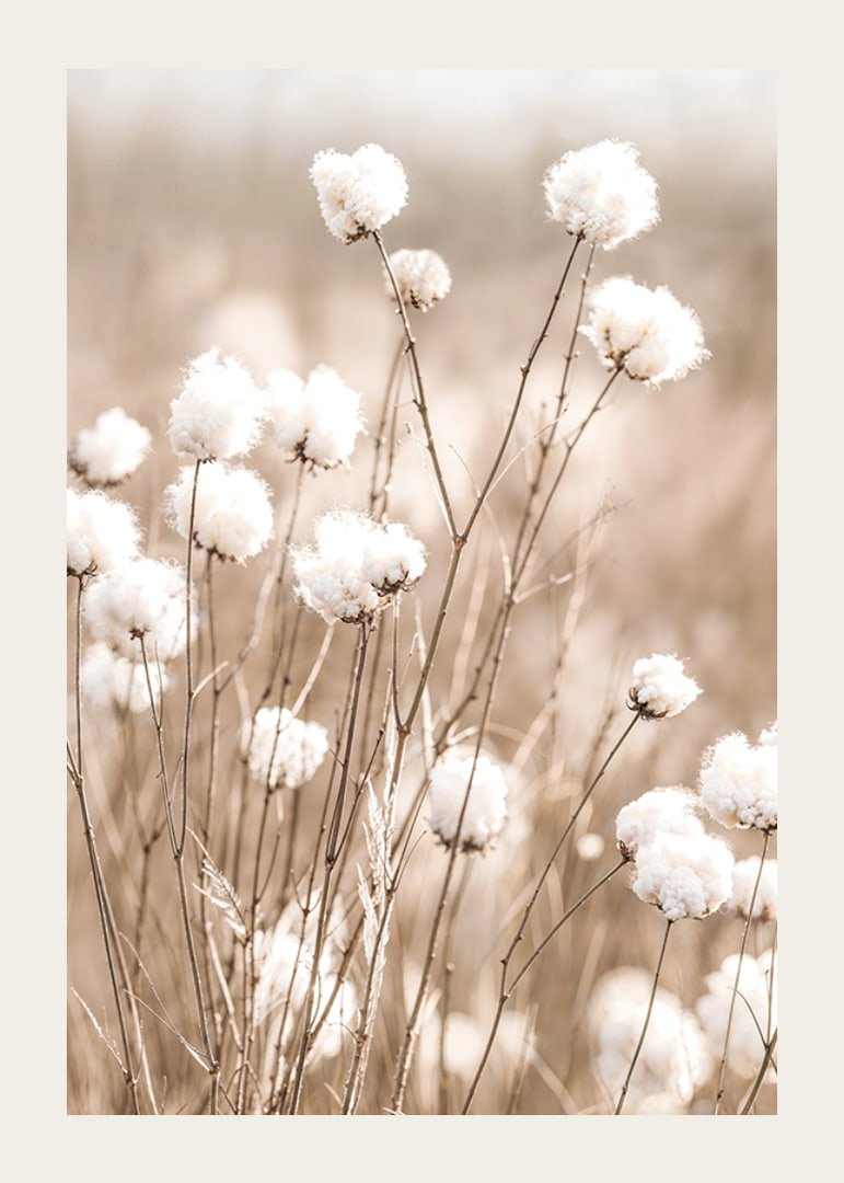Poster med bomull och natur-12