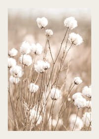 Affiche avec du coton et de la nature-3