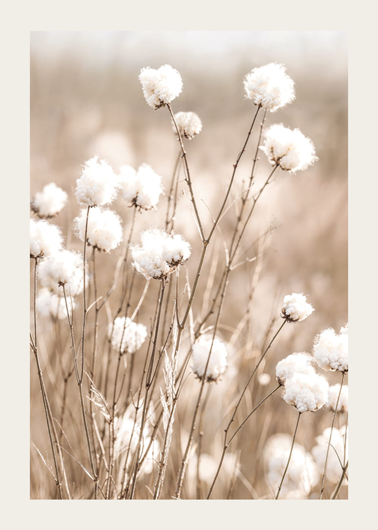 Affiche avec du coton et de la nature-12