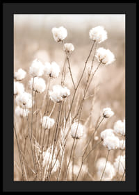 Affiche avec du coton et de la nature-4
