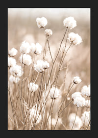 Poster med bomull och natur-5