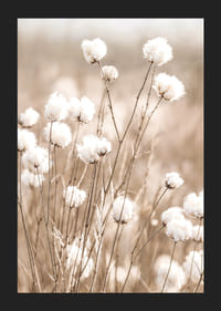 Affiche avec du coton et de la nature-5