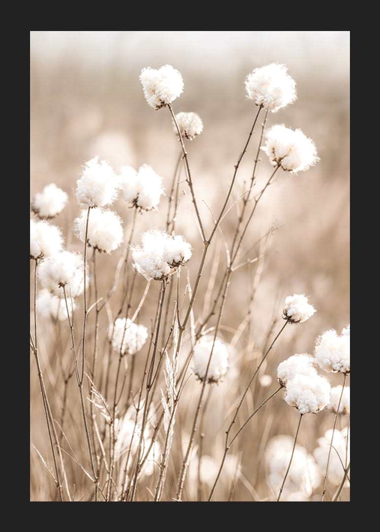 Affiche avec du coton et de la nature-12