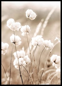 Poster with a nature image of a field with cotton flowers-6