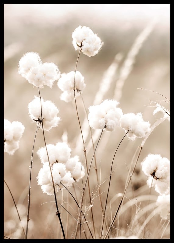 Poster with a nature image of a field with cotton flowers-12