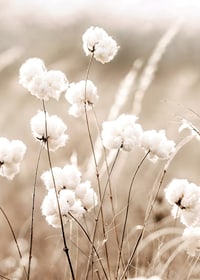 Poster with a nature image of a field with cotton flowers-7