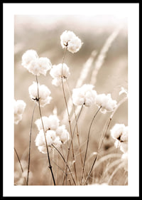 Poster with a nature image of a field with cotton flowers-0
