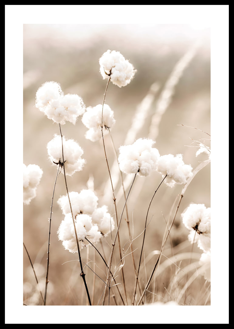 Poster with a nature image of a field with cotton flowers-12