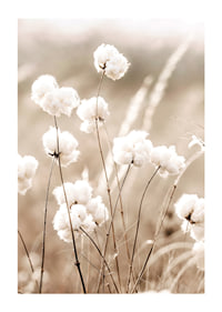 Poster with a nature image of a field with cotton flowers-1