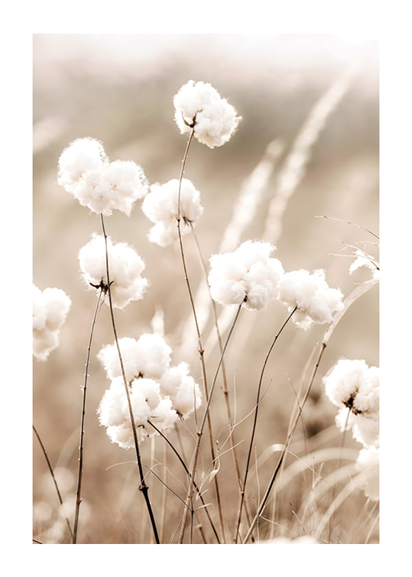 Affiche Cotton Field No1