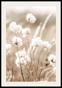 Poster med en naturbild på ett fält med bomullsblommor-2