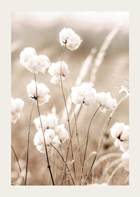 Poster with a nature image of a field with cotton flowers-3
