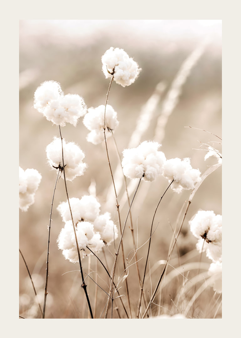 Poster with a nature image of a field with cotton flowers-12