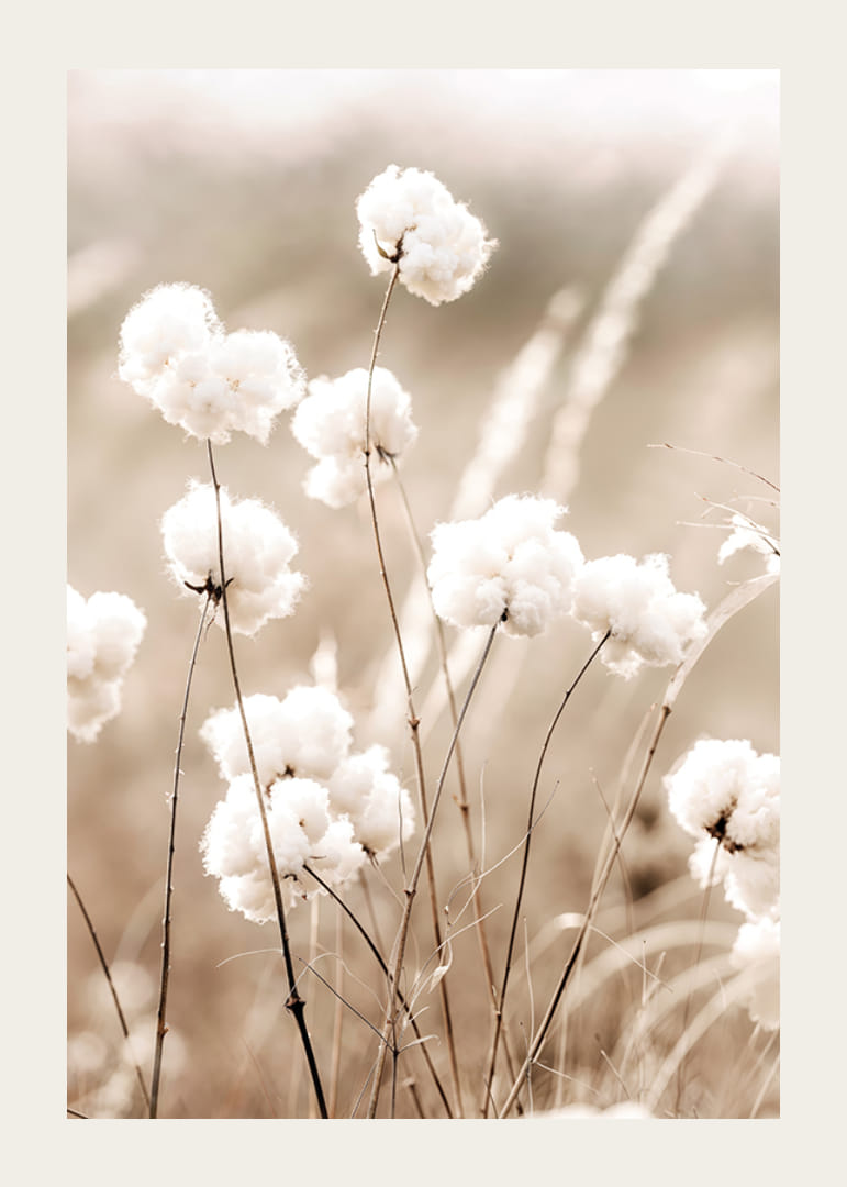 Poster med en naturbild på ett fält med bomullsblommor-12