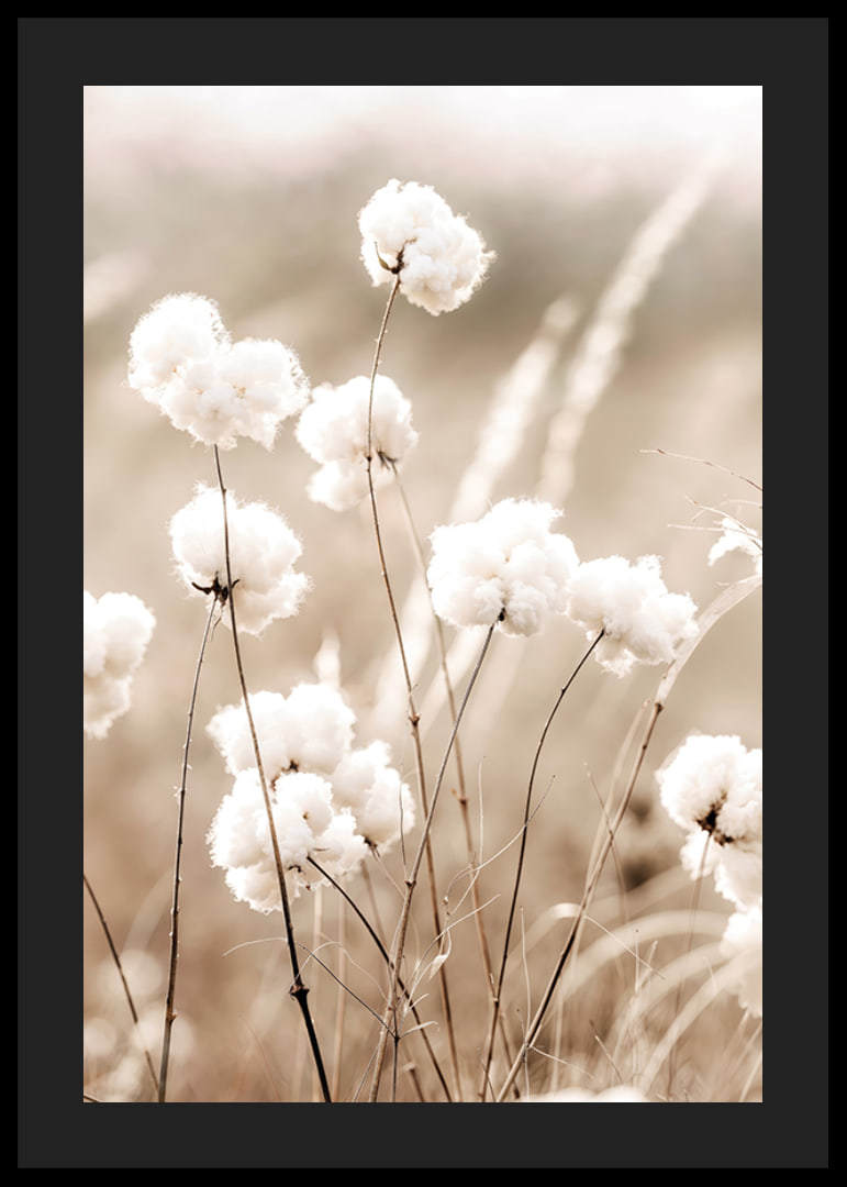 Poster with a nature image of a field with cotton flowers-12