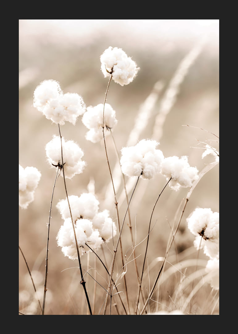 Poster med en naturbild på ett fält med bomullsblommor-12
