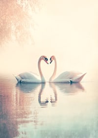 A poster with two swans in a still lake that radiates love and harmony-7