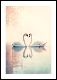 A poster with two swans in a still lake that radiates love and harmony-0