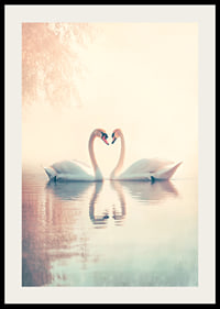 A poster with two swans in a still lake that radiates love and harmony-2