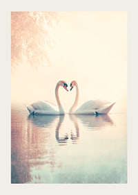 A poster with two swans in a still lake that radiates love and harmony-3
