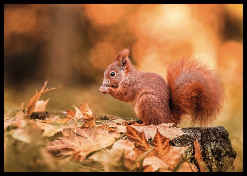 Poster with a picture of a squirrel in an autumn landscape-12