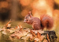 Poster with a picture of a squirrel in an autumn landscape-7