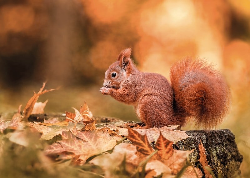 Poster with a picture of a squirrel in an autumn landscape-12