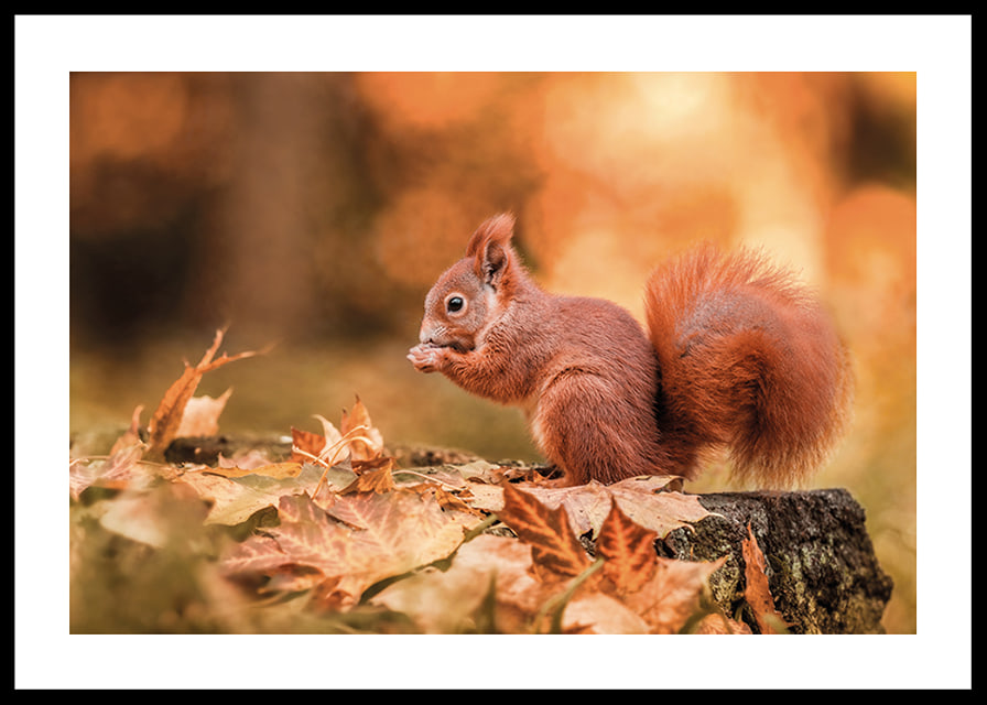 Poster with a picture of a squirrel in an autumn landscape-12