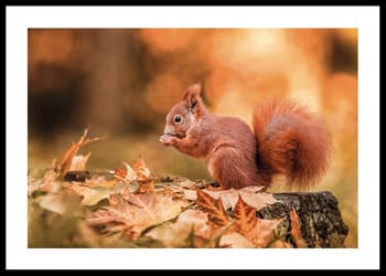 Poster Forest Treasure Squirrel