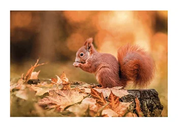 Poster Forest Treasure Squirrel