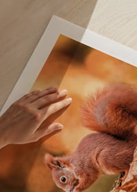Poster with a picture of a squirrel in an autumn landscape-9